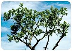 Tree Of Life - Verda Aner Verebay