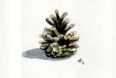 Kartpostal - Kozalak Sade